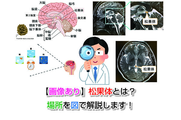 画像あり】松果体とは？場所を図で解説します！